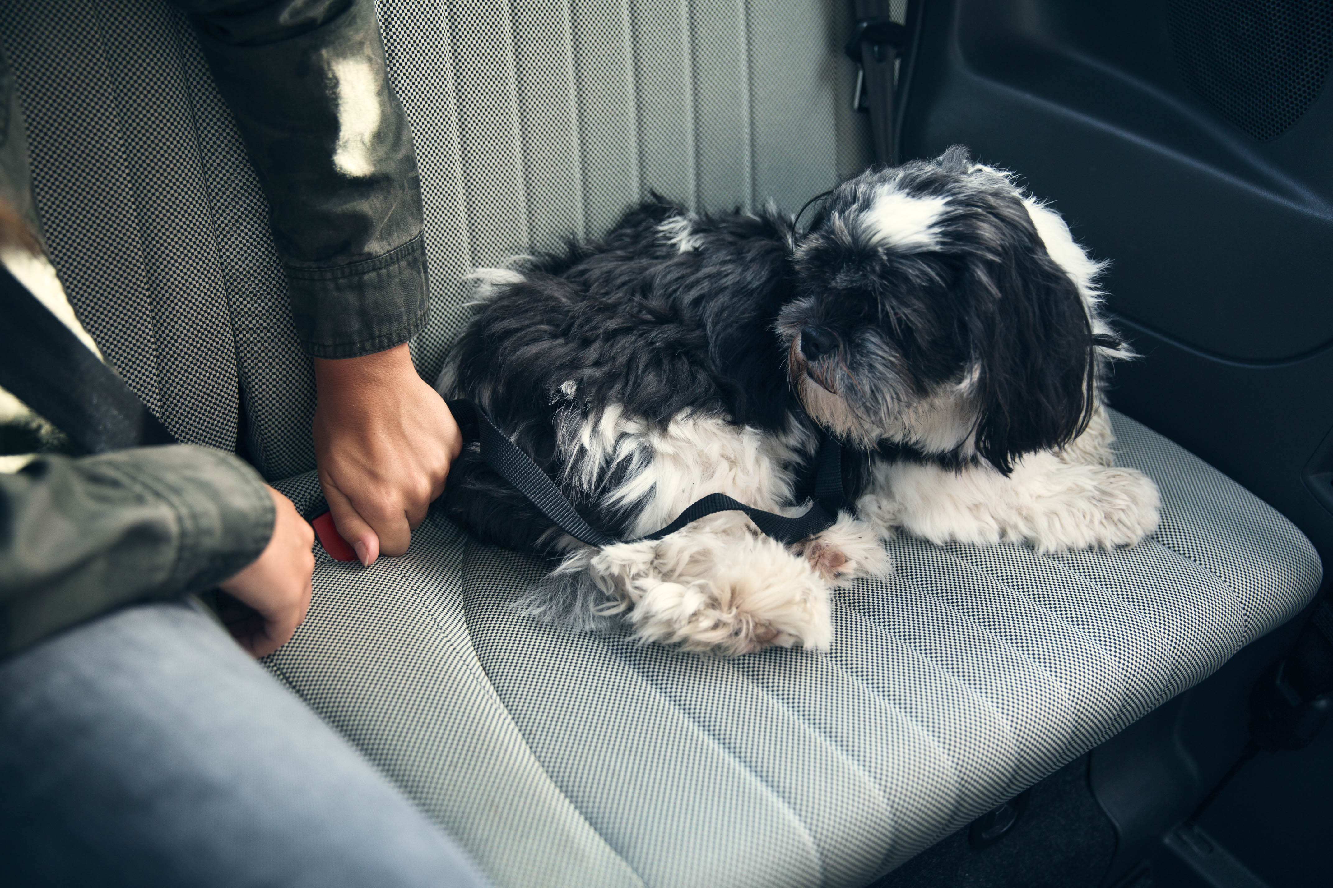 prototype mandat At deaktivere Se her tips til, når du transporterer kæledyr i bilen | FDM