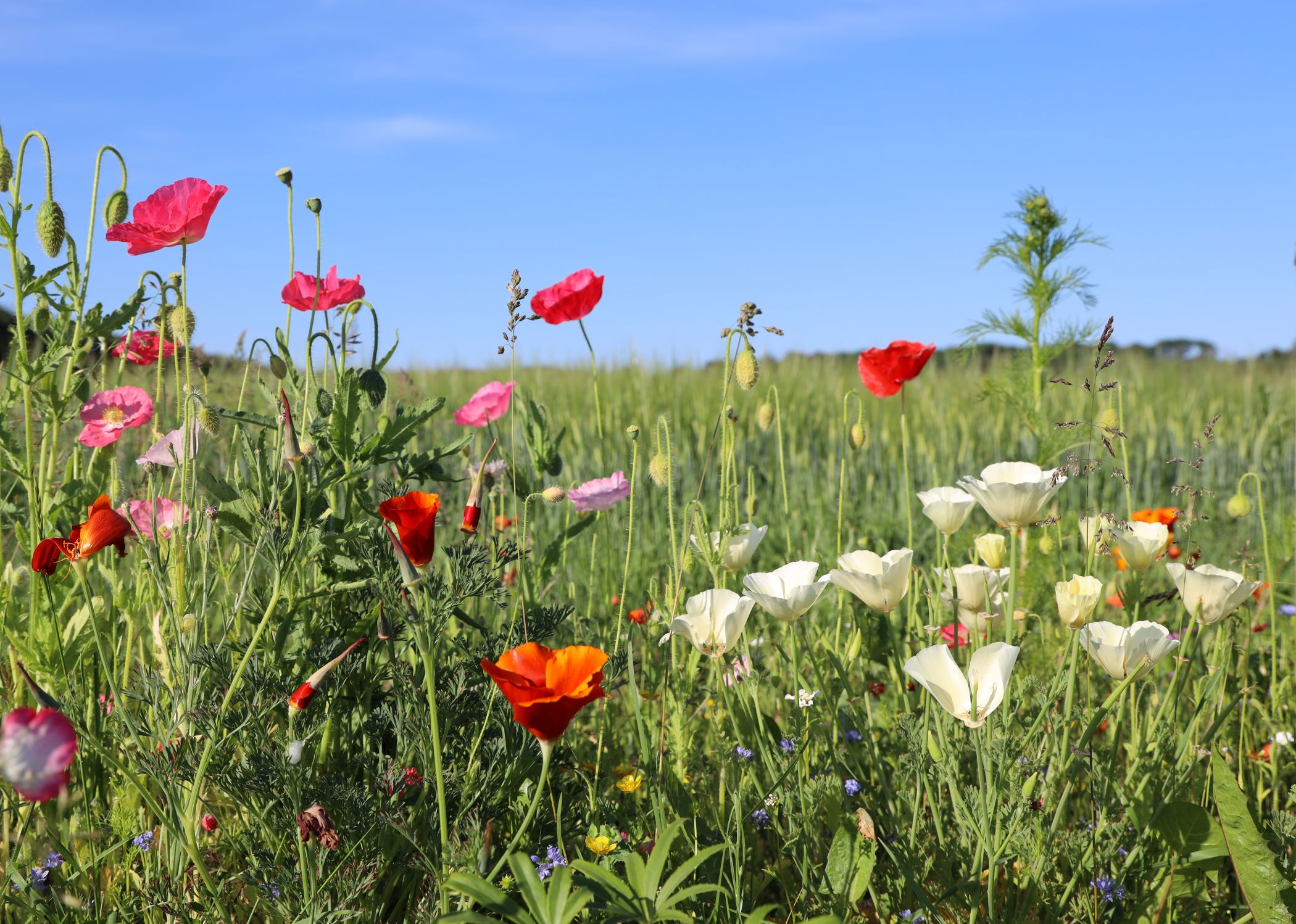 Blomstermark - bilsyn i Svenstrup Nordjylland