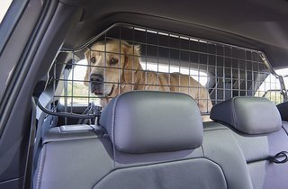 Bedøvelsesmiddel omdømme operatør 3 ting sikrer din hund i bil. Se dem her | FDM