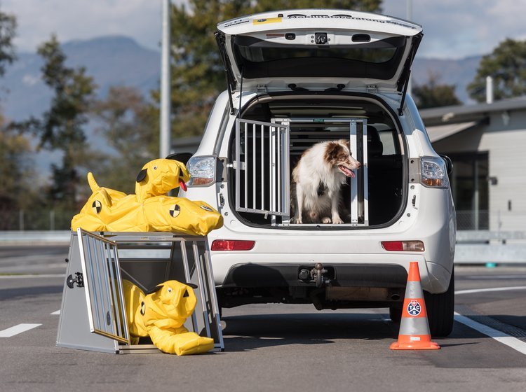 Krudt kredsløb camouflage Test af hundebure: Fire sikre valg til bilen | FDM