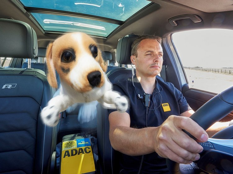 Løs hund i bilen