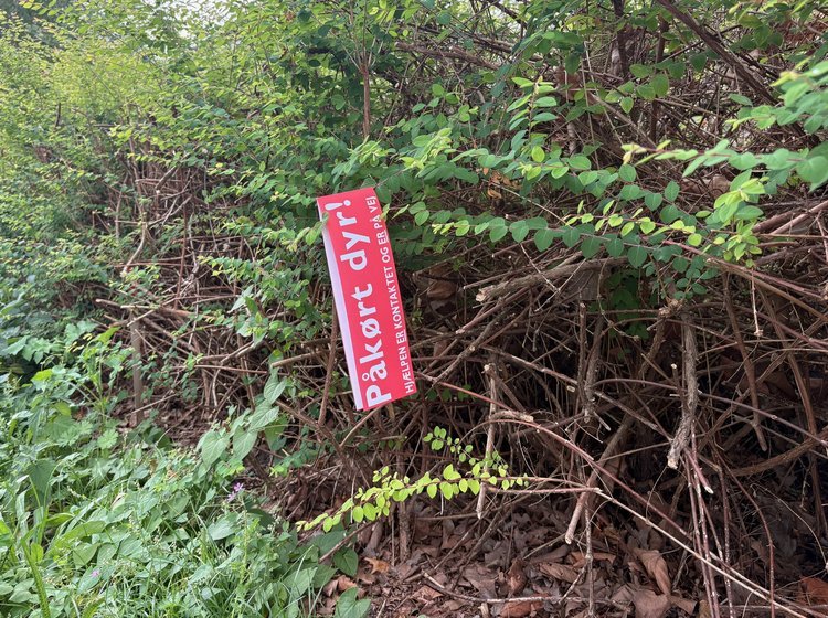 Streamer ved hjortepåkørsler