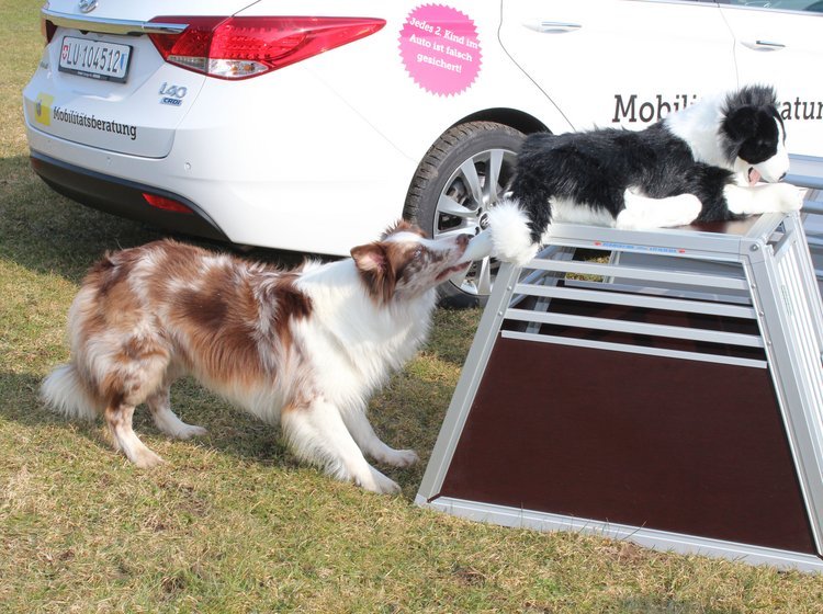 I testen blev brugt en dummyhund, der vejede 25 kg, mens en australsk hyrdehund fungerede som model.