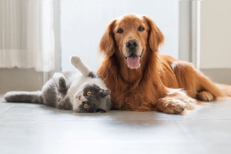 hund og kat på gulv