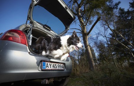 Glad hund hopper ud af bil